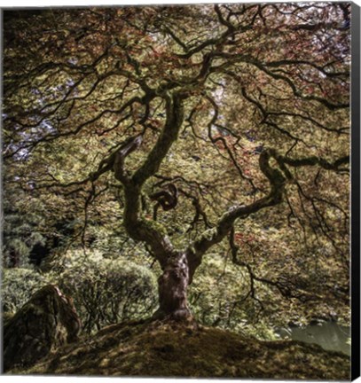 Framed Maple Tree 2 Print