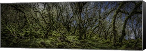 Framed Mossy Forest Panorama Print