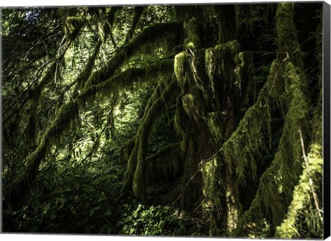 Framed Mossy Tempered Forest Print