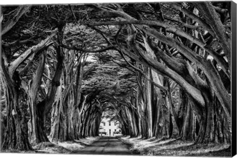 Framed Cypress Trees Black &amp; White Print