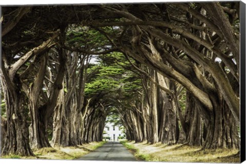 Framed Cypress Trees Print