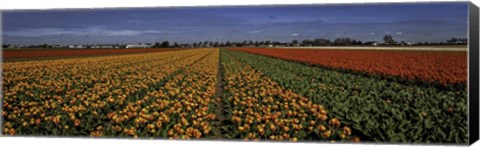 Framed Tulip Field Print