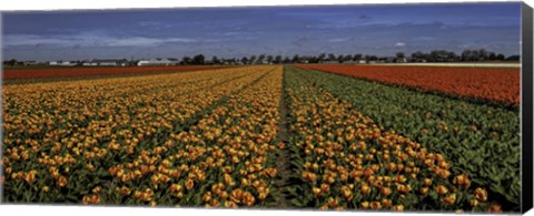 Framed Tulip Field Crop Print