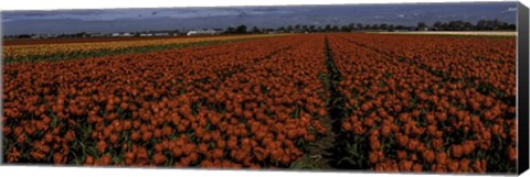 Framed Tulip Field 2 Crop Print