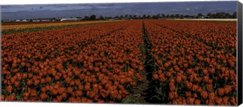 Framed Tulip Field 2 Crop 2 Print