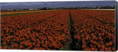 Framed Tulip Field 2 Crop 2 Print