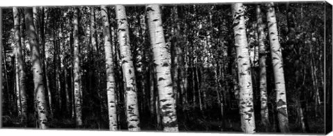 Framed Birch Trees Black &amp; White Print