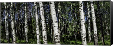 Framed Birch Trees Print