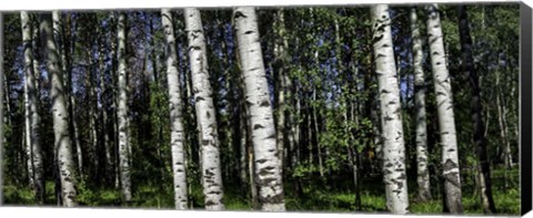 Framed Birch Trees Print