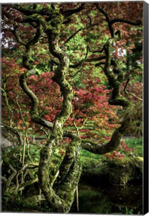 Framed Japanese Garden Tree 2 Print