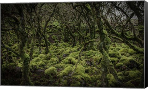 Framed Mossy Forest Print