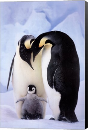 Framed Penguin Family Portrait Print