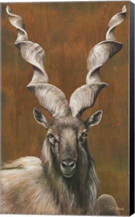 Framed Mighty Markhor Print