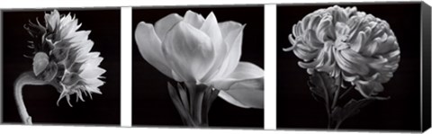 Framed Garden Profiles Print