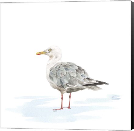 Framed Birds of the Coast on White VI Print