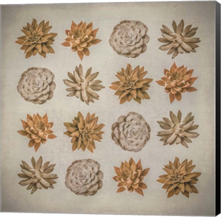 Framed Succulent Print