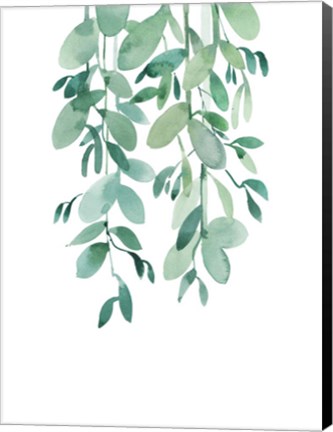 Framed Eucalyptus Print