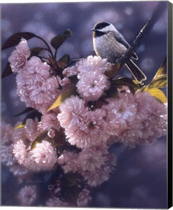 Framed Black Capped Chickadee Print