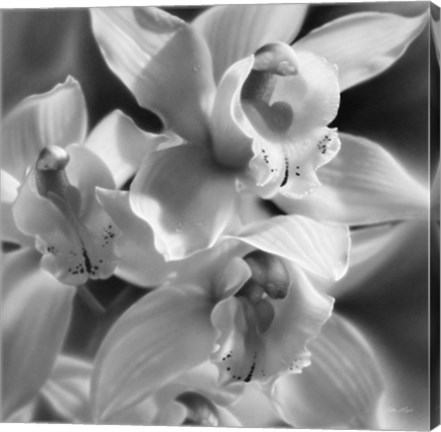 Framed Orchids - B&amp;W Print