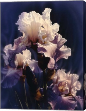 Framed Purple Iris Print