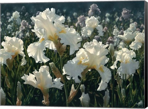Framed White Rose Garden Print
