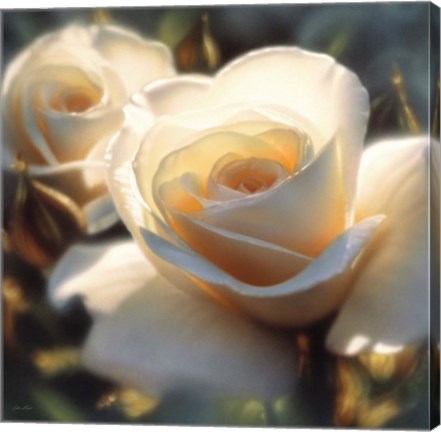 Framed White Rose - Colors of White - Square Print