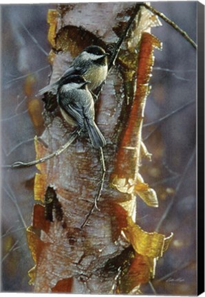 Framed Black-Capped Chickadees - Sunlit Birch Print