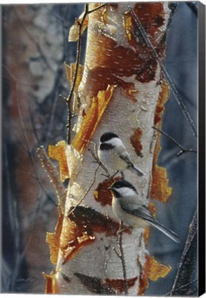 Framed Black-Capped Chickadees - Sunlit Birch II Print