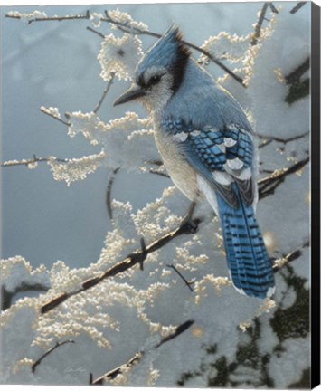 Framed Blue Jay - On the Fence Print