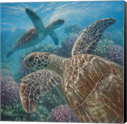 Framed Sea Turtles - Turtle Bay - Square Print