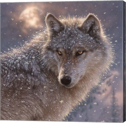 Framed Lone Wolf - Square Print