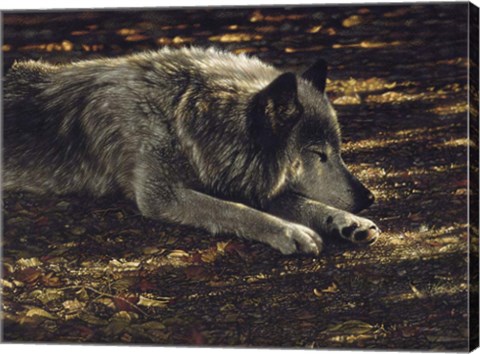 Framed Resting Wolf Print