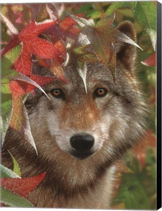 Framed Wolf - Autumn Encounter Print