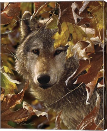 Framed Wolf - Autumn Shadows Print