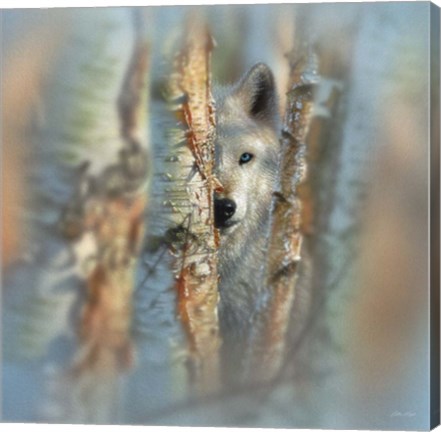 Framed Wolf - Focused Print