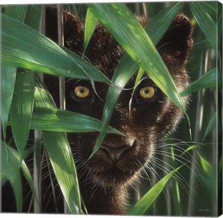 Framed Black Panther - Wild Eyes Print