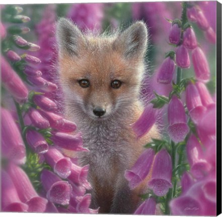 Framed Red Fox - Foxgloves - Square Print