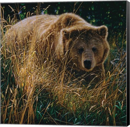 Framed Brown Bear - Crossing Paths Print