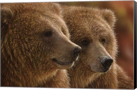 Framed Brown Bears - Lazy Daze Print