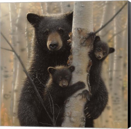 Framed Black Bear Mother and Cubs - Mama Bear Print