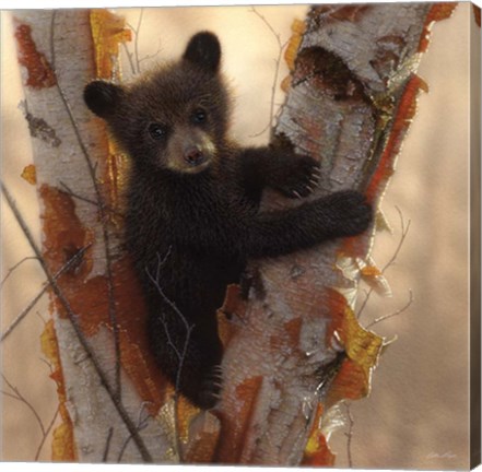 Framed Curious Cub I Print