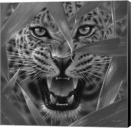 Framed Jaguar - Ambush - B&amp;W Print