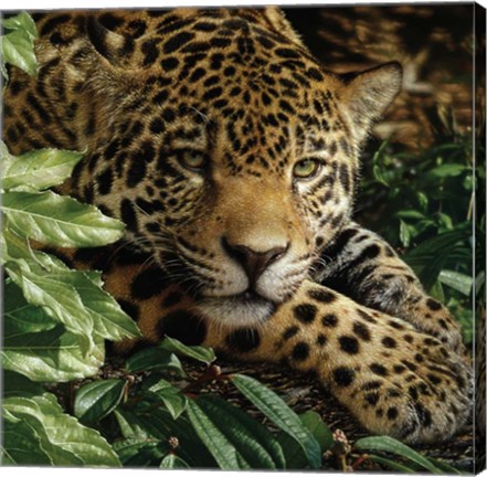 Framed Jaguar - At Rest Print