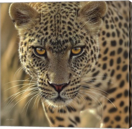 Framed Leopard - On the Prowl - Square Print