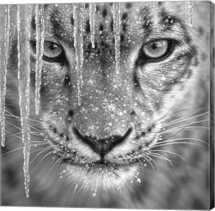 Framed Snow Leopard - Blue Ice - B&amp;W Print