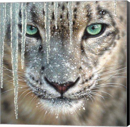 Framed Snow Leopard - Blue Ice Print