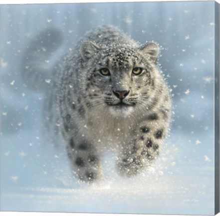 Framed Snow Leopard - Snow Ghost Print