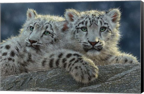 Framed Snow Leopard Cubs Print