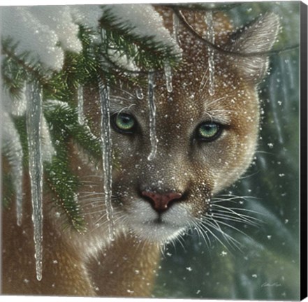 Framed Cougar - Frozen Print