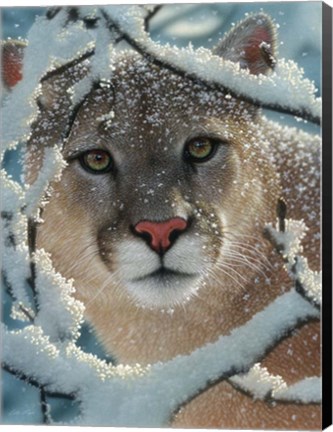 Framed Cougar - Silent Encounter Print